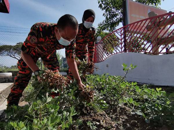 Anggota menuai kacang tanam yang ditanam di hadapan balai bomba di BBP Seri Manjung, Lumut.