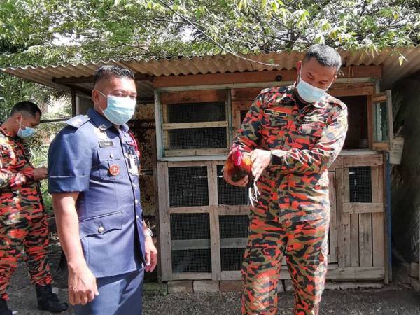 Ayam kampung turut dibela oleh anggota bomba dengan membina reban di kawasan BBP Seri Manjung, Lumut.