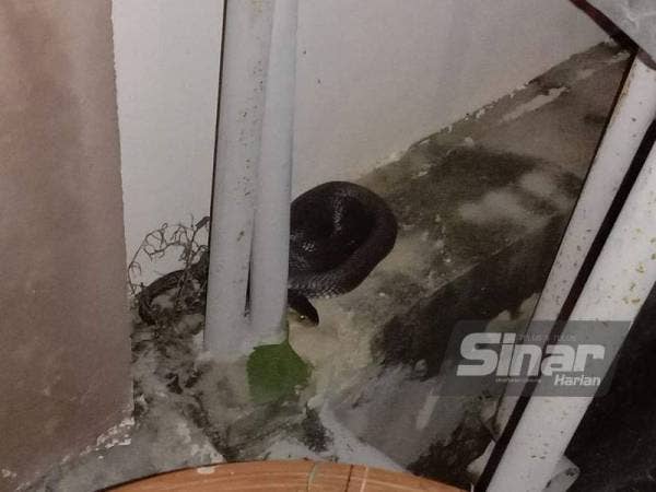 Ular tedung sepanjang kira-kira 1.5 meter bersembunyi sebalik paip air di tepi pagar rumah Mohammad Jumardi.