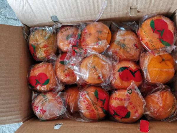 Limau mandarin dari China yang tidak mempunyai sijil 3P Fama dirampas Maqis ketika pemeriksaan di Pelabuhan Tanjung Pelepas, pada Selasa.