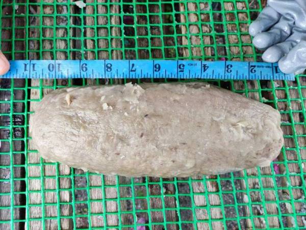 Dengan berat lebih 1kg dan panjang 11 inci, keropok ini boleh dikatakan bersaiz gergasi berbanding keropok lekor biasa.