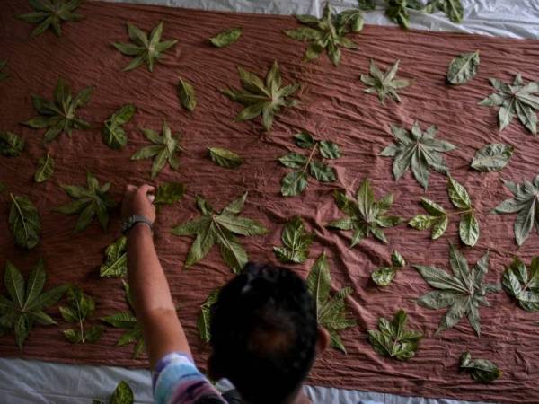 Pengusaha batik 'Ecoprint', Khairizal Ishak, 33, menyusun dan menampal sebahagian daun-daun herba seperti daun jarak, daun lemuni dan daun ceri di atas kain sebelum digulung dan diikat dengan kemas untuk dikukus selama dua jam bagi mendapatkan warna serta corak batik yang terbentuk secara semulajadi. - Foto Bernama