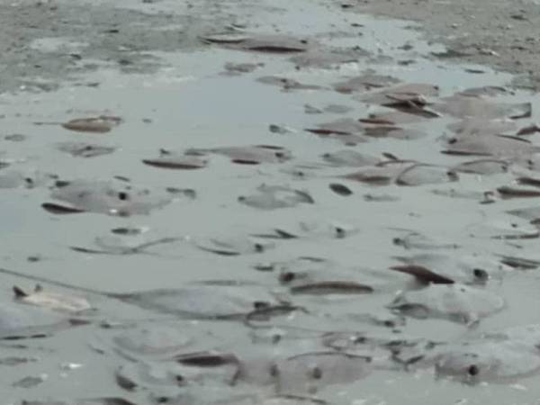 Ikan pari yang terdampar di Pantai Sungai Kajang yang tular di Facebook sejak Sabtu.