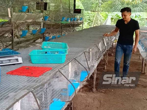 Anak muda dari Bukit Awang, Pasir Puteh ini tidak pernah menyangka Covid-19 menjadikannya sebagai penternak arnab sehingga mempunyai ratusan ekor arnab pedaging.