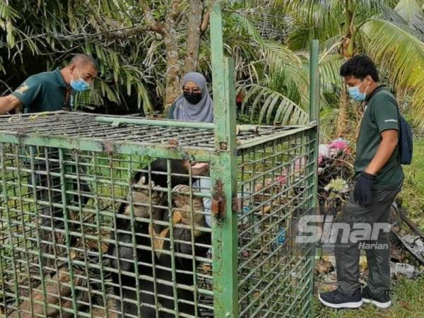 Anggota Perhilitan Terengganu memeriksa beruang yang memasuki perangkap yang dipasang di Kampung Pengkalan Berangan, Marang.