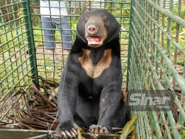 Beruang matahari yang memasuki perangkap di Pengkalan Berangan, Marang.