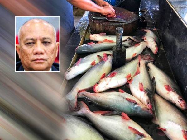 Ikan patin Temerloh yang menjadi tumpuan para penggemarnya dari dalam dan luar negeri Pahang. Gambar kecil: Mohd Soffi