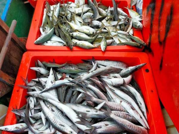 Ikan yang dirampas dipercayai ditangkap dengan kaedah menggunakan bahan letupan di perairan Pulau Gaya, Kota Kinabalu.