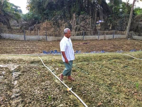 Senapi melihat kebun miliknya yang musnah akibat banjir melanda di daerah itu baru-baru ini