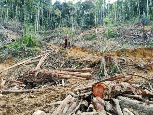 Situasi persekitaran kawasan yang diceroboh pihak tidak bertanggungjawab untuk mencuri balak di hutan tanah kerajaan di Kampung Kuala Jengai, Dungun, Terennganu. - (Foto: Ihsan Jabatan Perhutanan Terengganu)