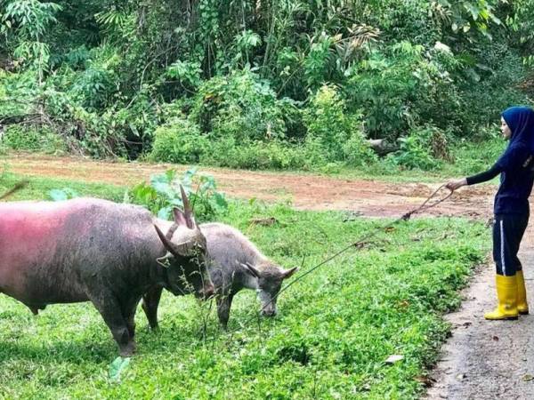 Nadia tidak kekok untuk membawa ternakannya keluar ke padang untuk meragut rumput. Foto Ihsan Nadia