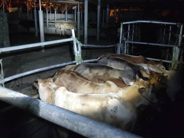 Lembu yang dirampas Pasukan Gerakan Am (PGA) Batalion 8 jam 1 pagi pada Selasa.