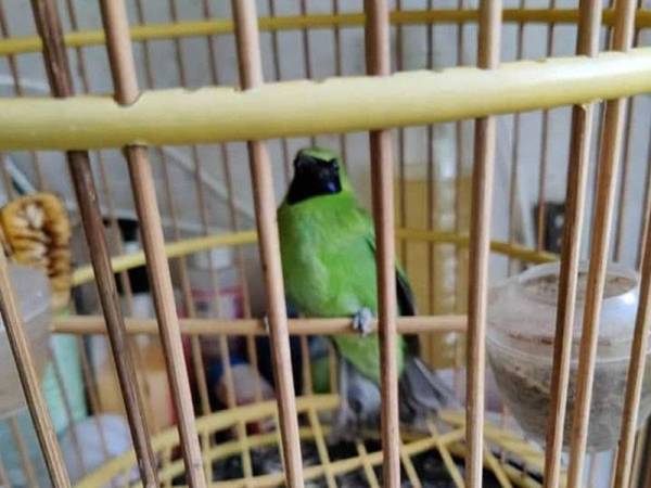 Antara spesies burung yang dirampas dalam pemeriksaan di sebuah kedai di Seri Kembangan, Selangor pada Ahad. - Foto: Perhilitan