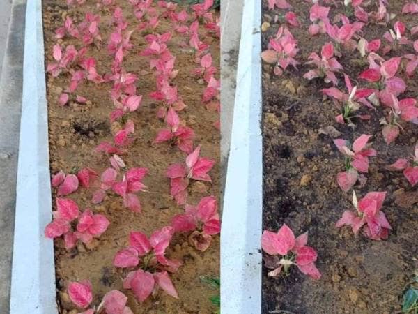 Beberapa anak pokok Aglaonema yang dikesan telah dicabut sewaktu pemantauan oleh kakitangan DBKL. - Foto FB DBKL