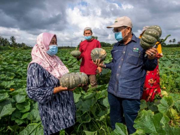 Che Abdullah (kanan) bertanya sesuatu kepada seorang pengusaha tanaman buah labu Rohaya Mahmud, 45, (kiri) pada Perasmian Memetik Buah labu di Kampung Kandis di sini pada Jumaat. 