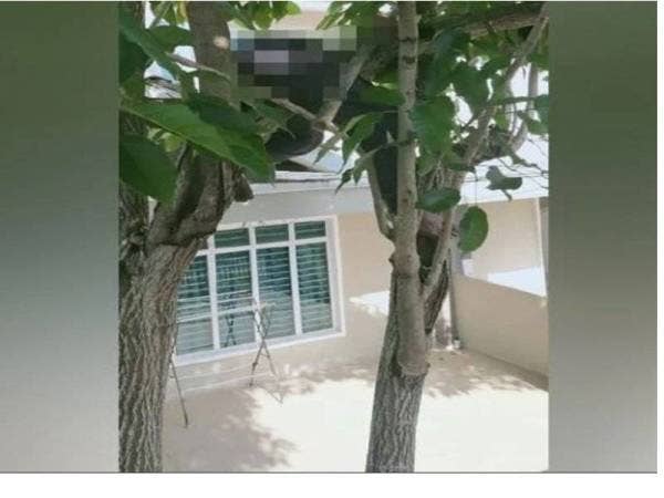 Seorang warga emas ditemukan tidak sedarkan diri sebelum disahkan meninggal dunia dalam keadaan tersangkut pada dahan pokok semarak.