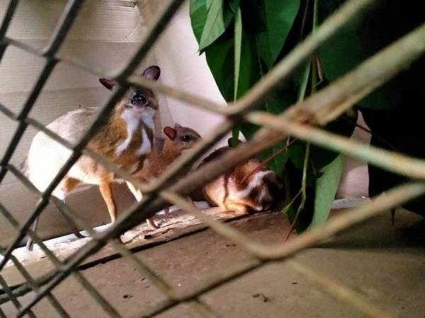 Sebahagian pelanduk dipelihara seorang wanita di sebuah rumah di Kampung Mawat Ulu Melaka di sini pada Sabtu.