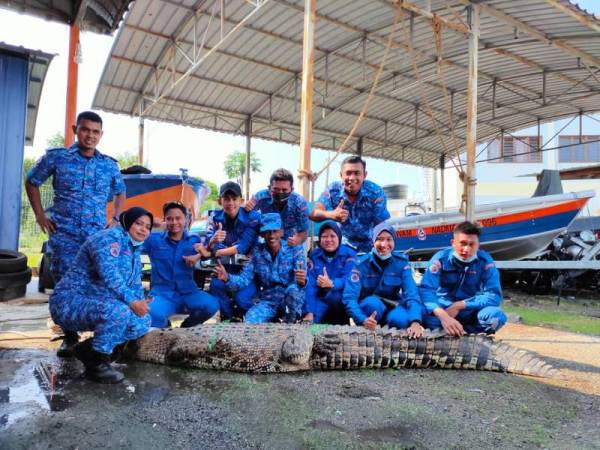 Pegawai dan anggota APM berjaya menangkap buaya dan akan dibawa ke Perhilitan untuk tindakan selanjutnya. - Foto APM Kuala Langat.