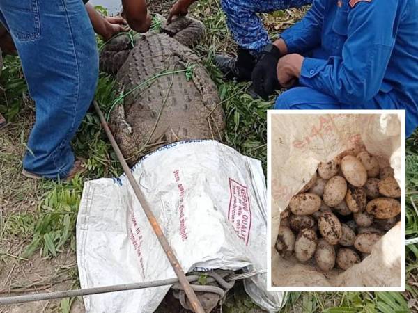 Operasi menangkap buaya itu memakan masa selama 3 jam, turut menjumpai 45 biji telur yang dieram buaya terbabit. - Foto APM Kuala Langat.