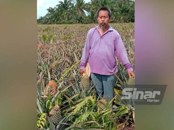 Ismail menunjukkan nanas di ladang di Kampung Parit Haji Ali Darat, Parit Raja.