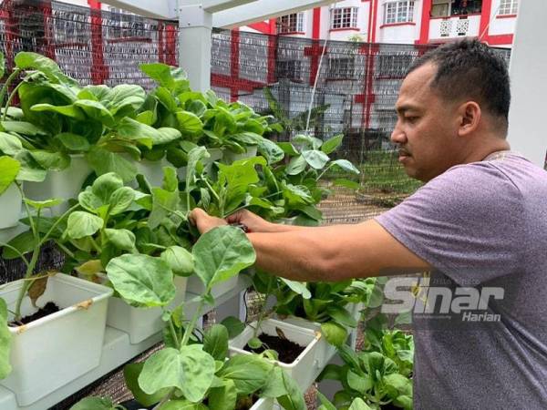 Adni melihat sayur-sayuran yang ditanam di kawasan kuaters kediaman anggota di Balai Bomba dan Penyelamat Jeli di sini.