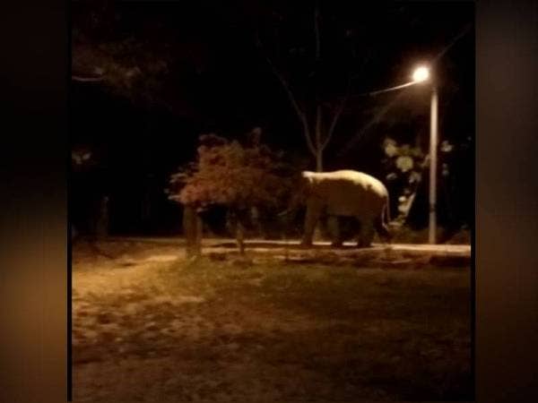 Gambar seekor gajah yang dirakamkan berkeliaran di halaman sebuah rumah di Kampung Sri Timur, Kluang.