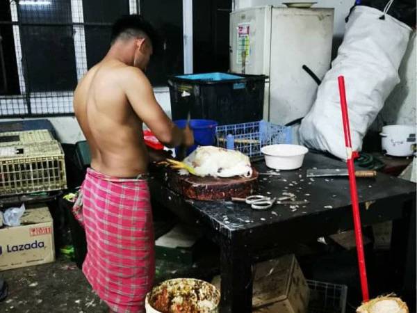 Seorang Pati Bangladesh sedang menyembelih ayam ketika ditahan sepasukan 17 pegawai dan anggota Unit Aduan, Risikan dan Operasi JIM Kedah di sebuah kedai runcit sekitar rumah kedai di Jalan Teratai 1, Amanjaya, dalam Op Sapu pada Sabtu.