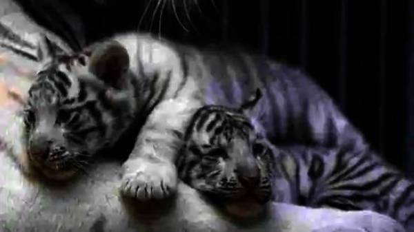 Dua ekor anak harimau putih mati akibat Covid-19. - Foto Reuters