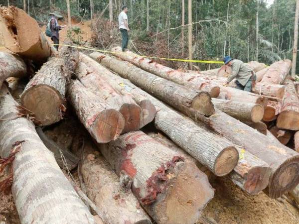 Longgokan balak curi yang ditemui haail pemeeiksaan PHD Lipis di kawasan Hutan Simpan Benchah pada Sabtu. -Gambar JPNP