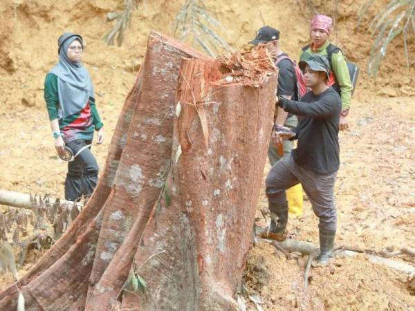 Tunggul balak speises bernilai tinggi yang ditemui di kawasan Hutan Simpan Benchah dipercayai ditebang sindiket secara haram. -Gambar JPNP