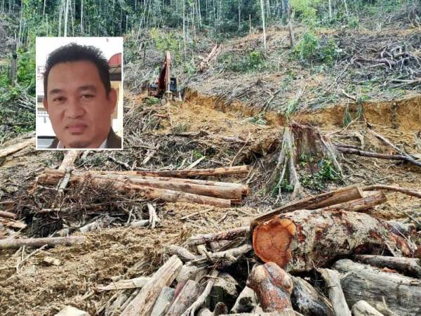 Salah satu lokasi 'Ops Katang' yang dilakukan dan berjaya menghalang cubaan mencuri hasil hutan termasuk lebih 50 batang pokok jaras dan balak pelbagai spesis bernilai RM35,000 di hutan tanah kerajaan di Kampung Kuala Jengai, Dungun pada 5 Febuari lalu. (Foto: Ihsan Jabatan Perhutanan Terengganu), gambar kecil: Roslan