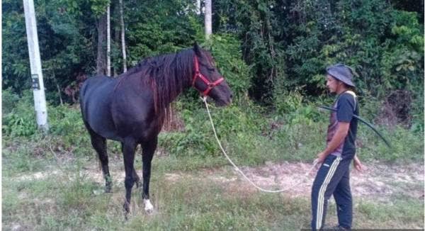 Usahawan muda, Aizuddin Abd Razak tidak mempunyai pilihan melainkan menjual satu-satunya kuda kesayangan beliau demi kelangsungan hidup.