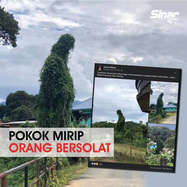 cover-pokok