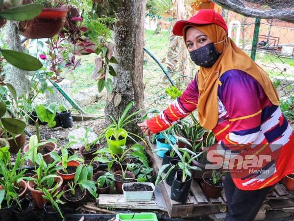 Antara pokok hiasan yang ditawarkan di gerai milik Yasmin.
