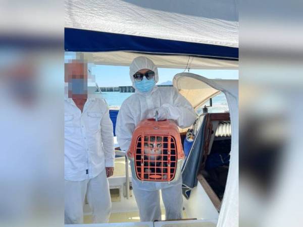 Pegawai Maqis (kanan) membawa kucing yang dirampas dari sebuah kapal layar di Terminal Feri Antarabangsa Jeti Kuah, Langkawi pada Jumaat untuk tindakan selanjutnya.