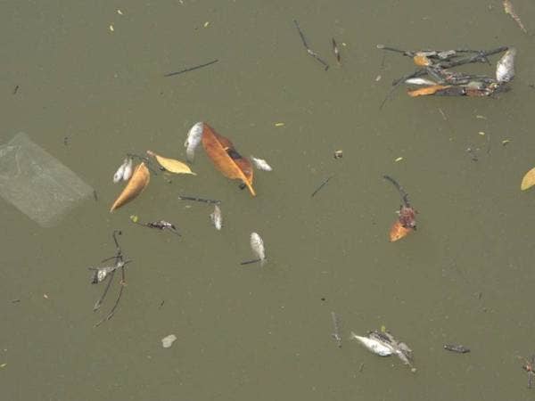 Anak ikan didapati mati di permukaan Sungai Kuala Kerpan.
