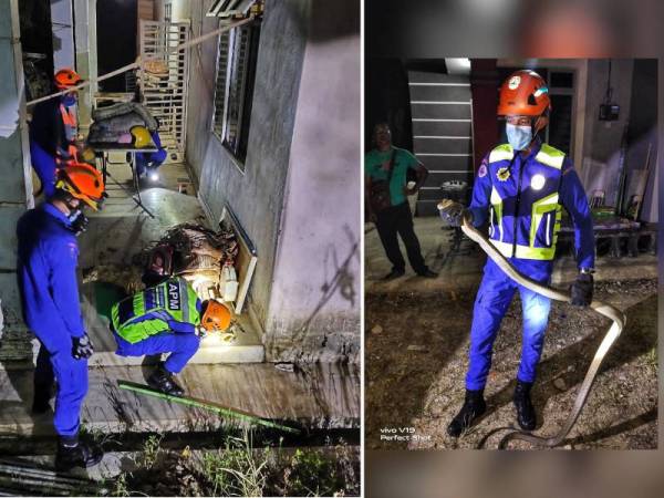 Ular tedung selar sepanjang dua meter dengan berat tiga kilogram yang ditangkap anggota APM Lipis pada Isnin. - Foto ihsan APM