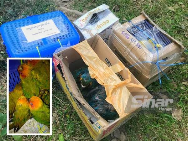 Seorang lelaki sanggup terjun Sungai Golok selepas gagal menyeludup masuk 15 ekor burung parrot bernilai RM21,350 ke negara ini di pengkalan haram Pasir, Rantau Panjang.