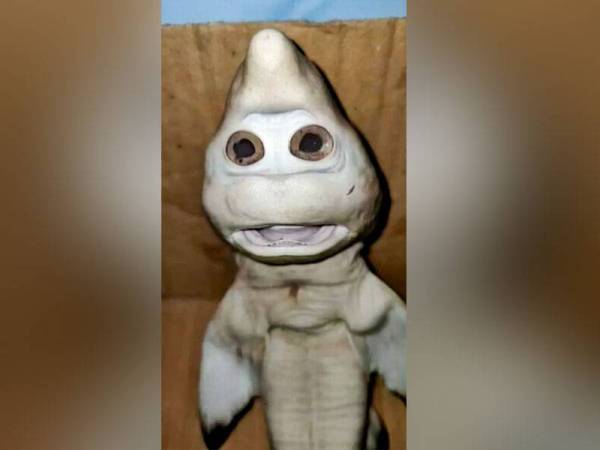 Anak jerung ditemui oleh Abdullah di perairan Indonesia. - Foto Mirror.co.uk