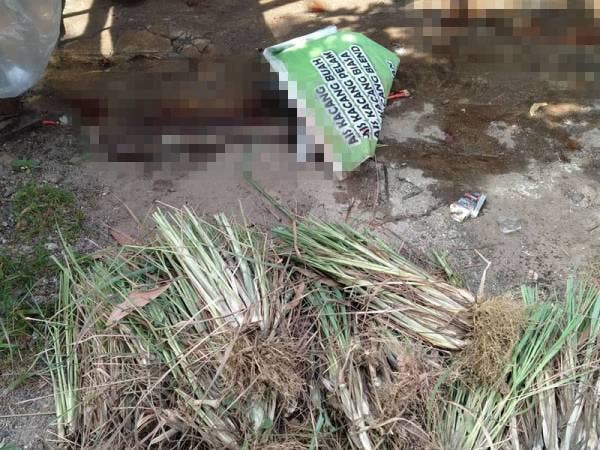 Tinjauan Sinar Harian mendapati terdapat rumpun serai yang telah dipotong ditinggalkan di bahagian belakang gerai.