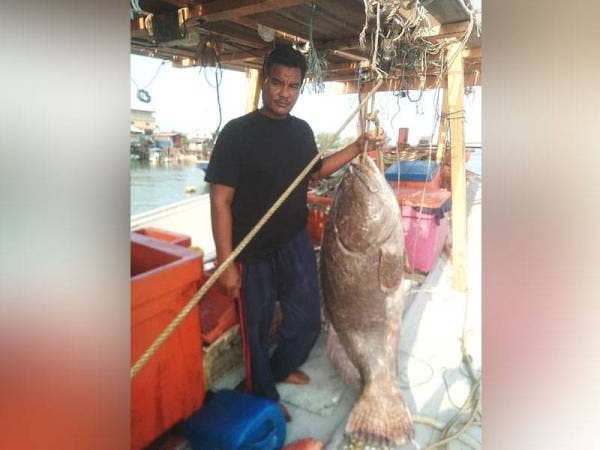 Bahiyuddin bersama seekor kerapu kertang bersaiz gergasi yang berjaya ditangkap menggunakan bubu bersaiz besar pada jarak 45 batu nautika dari perairan Dungun. - Foto Ihsan Bahiyuddin Awang Harun