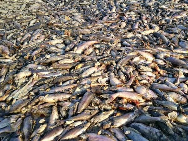 Ribuan bangkai ikan patin di kolam yang telah ditambak di Taman Putra Impiana, Puchong.
