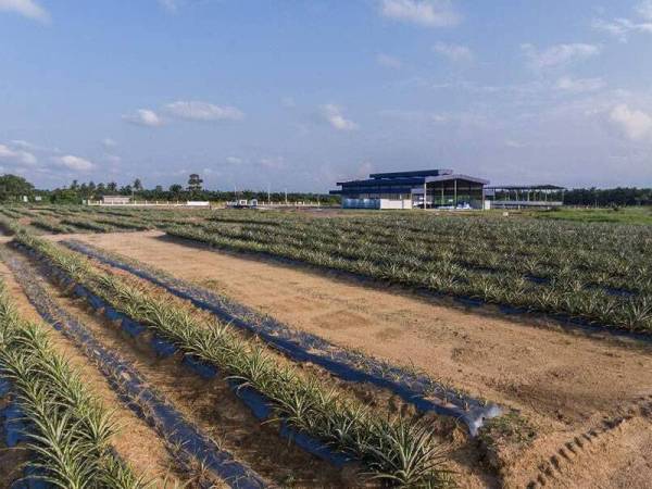 Projek tanaman nanas di bawah Program Projek Ladang Buah Berskala Besar di Ladang Tuan Seh, Sedili Besar, Kota Tinggi.