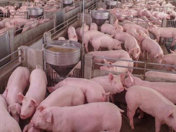 Sebanyak 22 ekor babi di sebuah kampung di Pitas telah dimusnahkan dalam fasa pertama pelupusan haiwan peliharaan itu bagi menghentikan penularan wabak Demam Babi Afrika (ASF) di daerah itu.