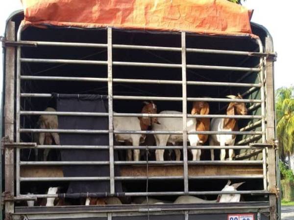 Kambing-kambing yang diseludup dari Golok, Thailand.