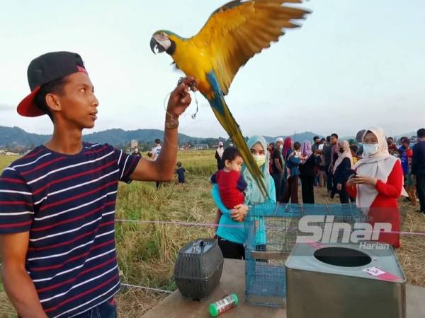 Antara burung hiasan yang terdapat di sawah padi Kampung Tok Dir di Kuala Terengganu yang kini mendapat jolokan zoo mini.