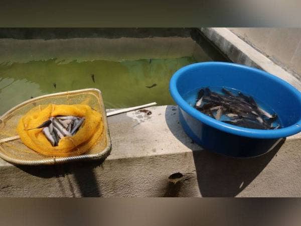 Kira-kira 1,000 ekor ikan keli yang sepatutnya diagihkan kepada penduduk terputus bekalan makanan di kawasan DUN Dusun Tua mati dipercayai diracun.