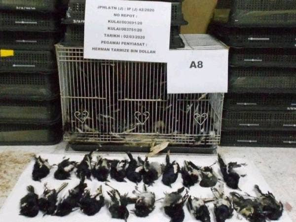 Sejumlah besar burung murai kampung yang dirampas daripada kes penyeludupan dan perdagangan haram Foto: Ihsan Traffic