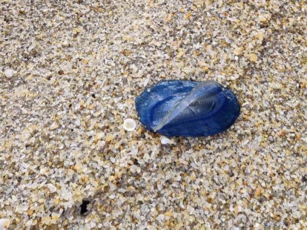 Seekor obor-obor beracun daripada spesies velella yang ditemui di Pantai Teluk Ketapang, Kuala Nerus. - Foto Ihsan pembaca