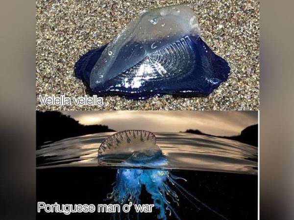 Perbezaan antara Velella dan portuguese man o' war.